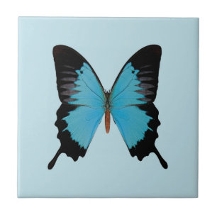 Peacock Royal Tile