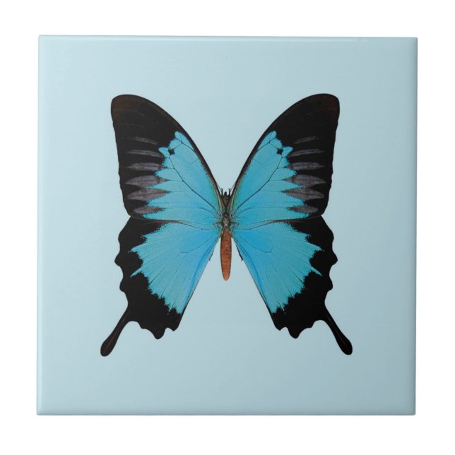 Peacock Royal Tile (Front)