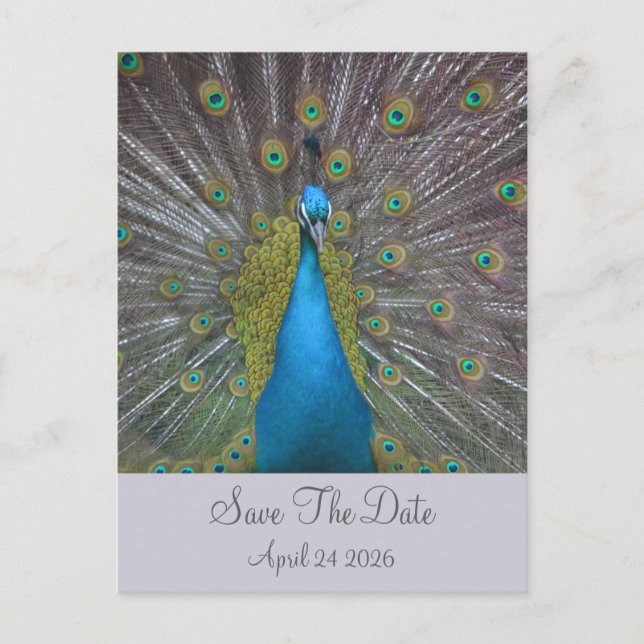 Peacock Save The Date Announcement Postcard (Front)