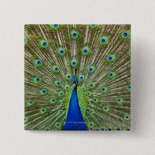 Peacock showing its feathers 15 cm square badge