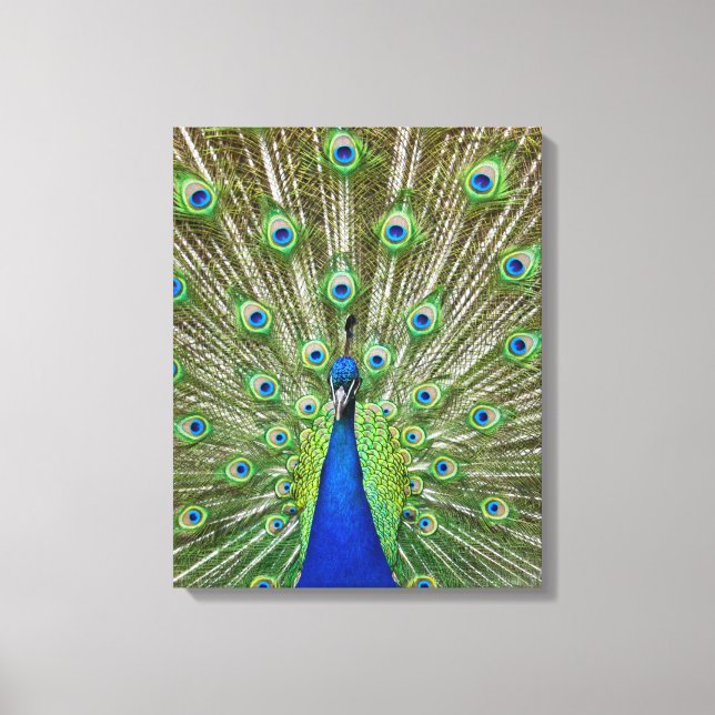 Peacock showing its feathers, as part of a canvas print (Front)