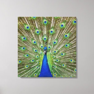 Peacock showing its feathers, as part of a canvas print