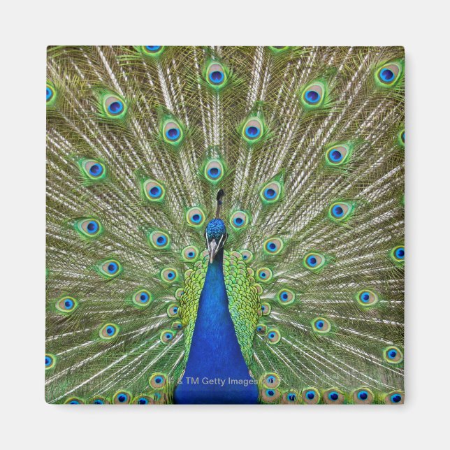 Peacock showing its feathers, as part of a magnet (Front)