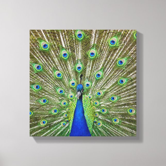 Peacock showing its feathers canvas print (Front)
