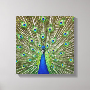 Peacock showing its feathers canvas print