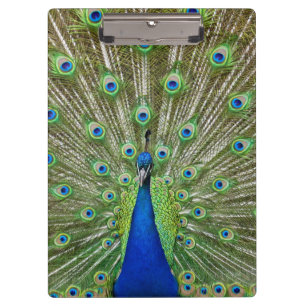 Peacock showing its feathers clipboard
