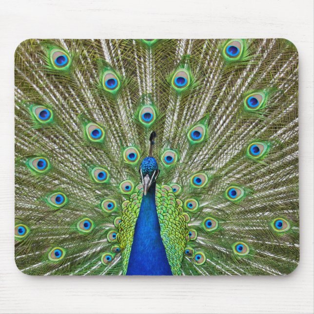 Peacock showing its feathers mouse pad (Front)