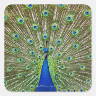 Peacock showing its feathers square sticker