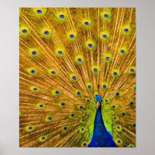 Peacock, Silver Falls, Kauai, Hawaii Vertical Poster