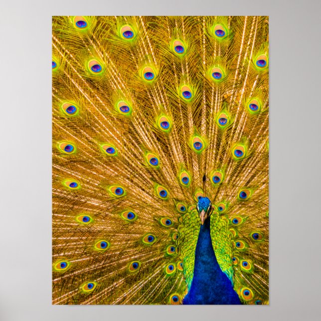 Peacock, Silver Falls, Kauai, Hawaii Vertical Poster (Front)