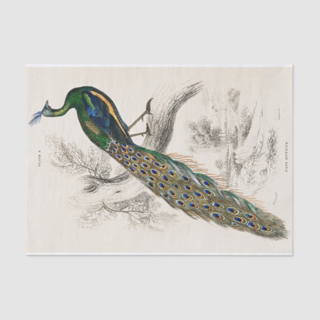 Peacock Sir William Jardine Vintage Antique  Tissue Paper (Front)