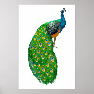 Peacock  Small Poster