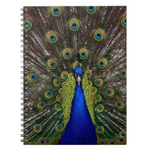 Peacock Spiral Notebook