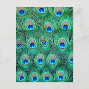 Peacock Splendour Postcard
