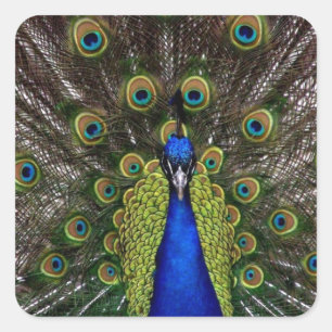 Peacock Square Sticker