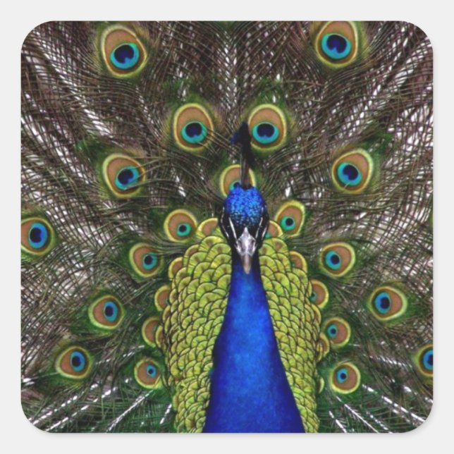 Peacock Square Sticker (Front)