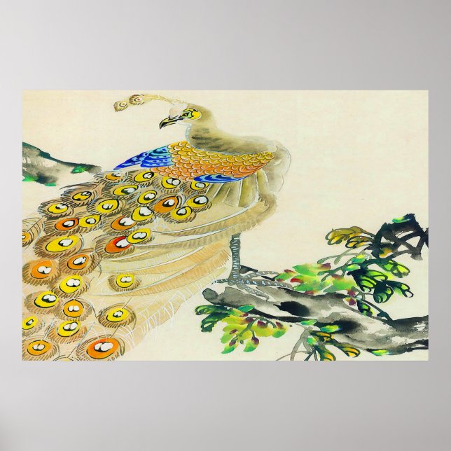 Peacock Standing poster Drawing 1 (Front)