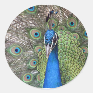 Peacock Stickers
