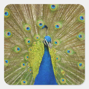 Peacock Stickers