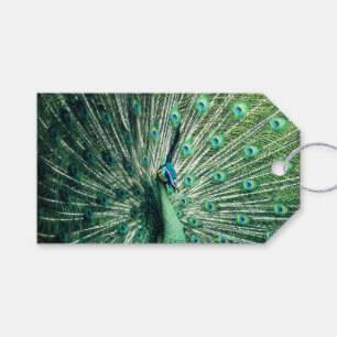Peacock Strut Gift Tags