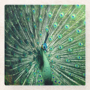 Peacock Strut  Glass Coaster