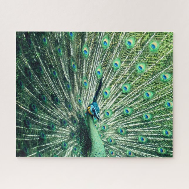 Peacock Strut  Jigsaw Puzzle (Horizontal)