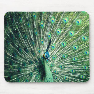 Peacock Strut Mouse Pad