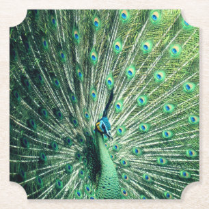 Peacock Strut  Paper Coaster