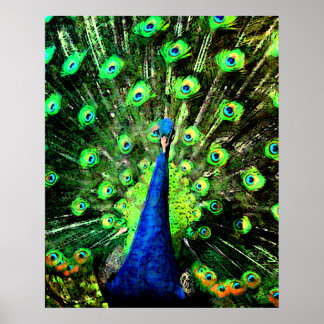 Peacock Strut Poster