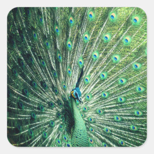 Peacock Strut Square Sticker