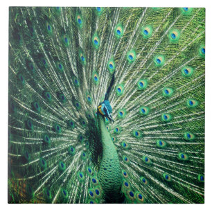 Peacock Strut Tile