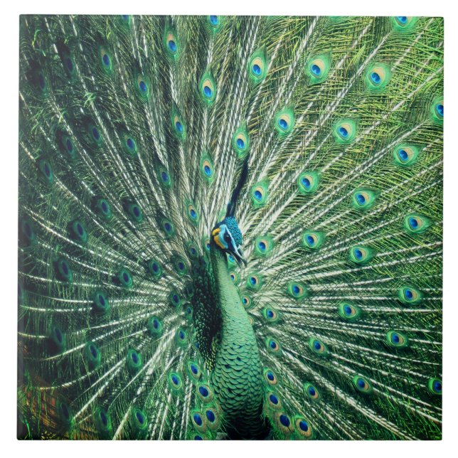 Peacock Strut  Tile (Front)