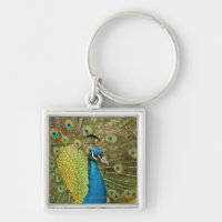 Peacock strutting