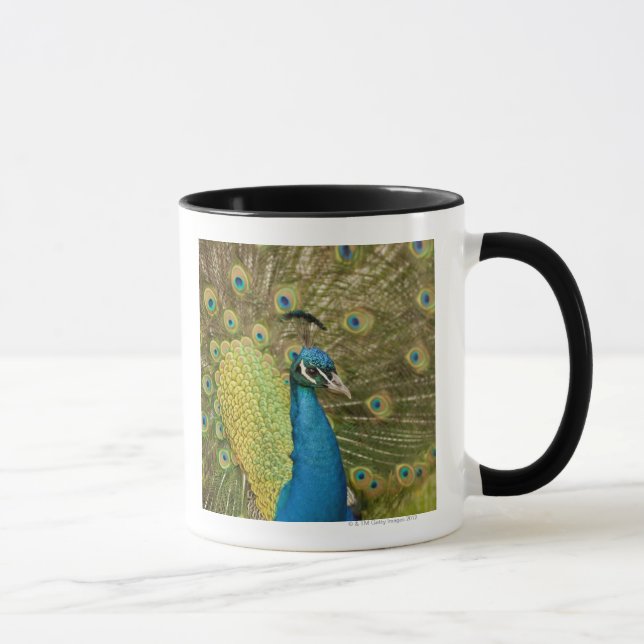 Peacock strutting mug (Right)