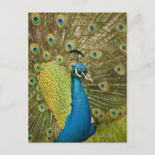 Peacock strutting postcard