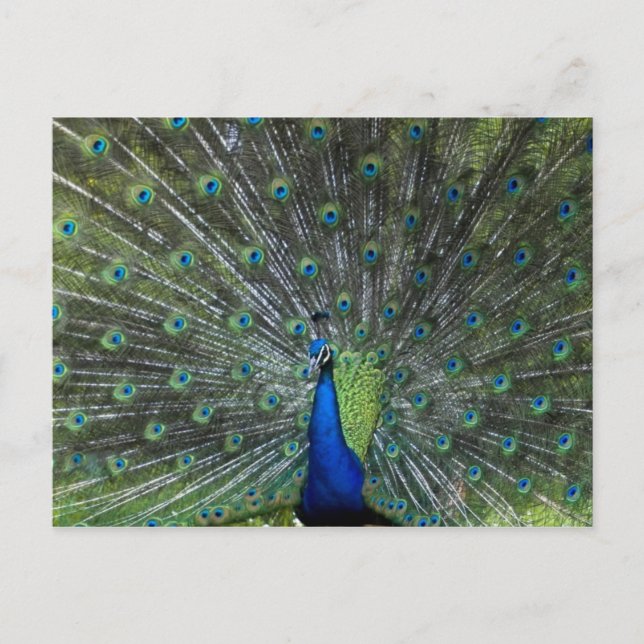 Peacock Strutting Postcard (Front)