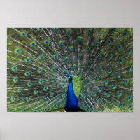 Peacock Strutting