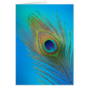 Peacock Tail Feather