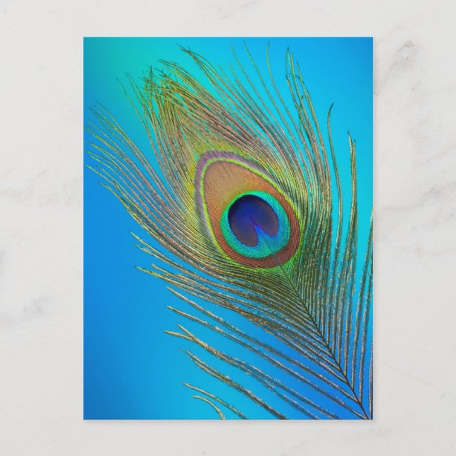 Peacock Tail Feather Postcard (Front)