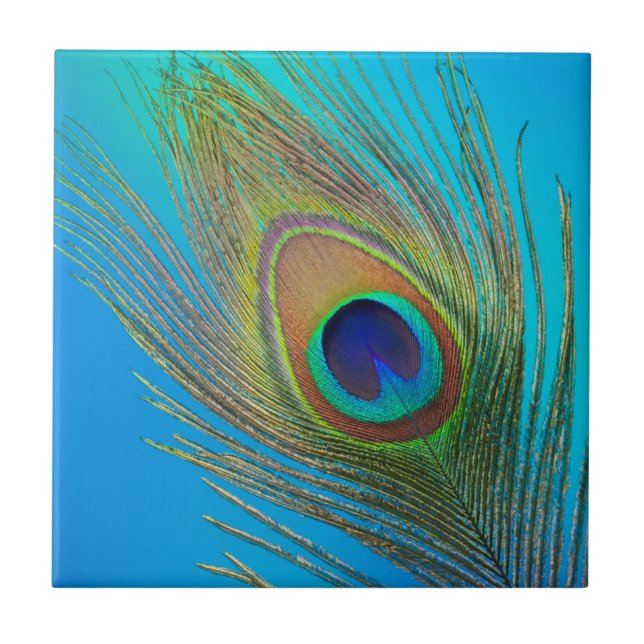 Peacock Tail Feather Tile (Front)