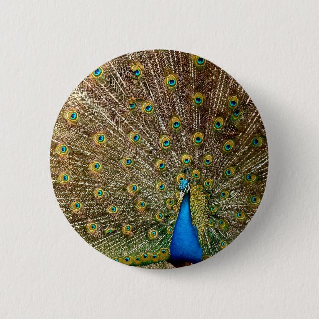 Peacock Tail Feathers 6 Cm Round Badge (Front)