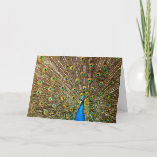 Peacock Tail Feathers Card