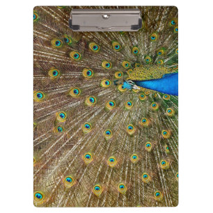 Peacock Tail Feathers Clipboard