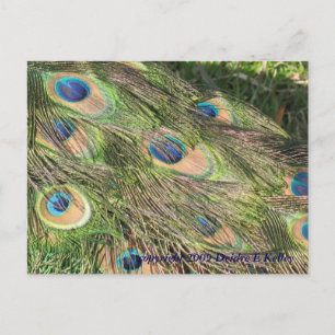 Peacock Tail Feathers Postcard