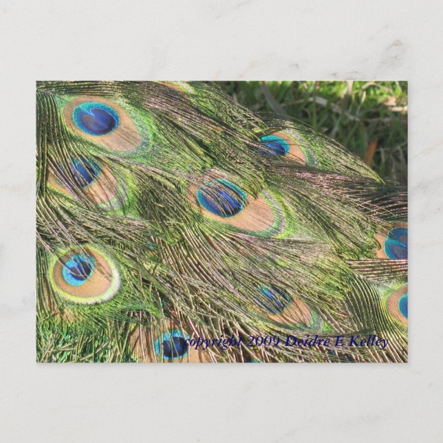 Peacock Tail Feathers Postcard (Front)