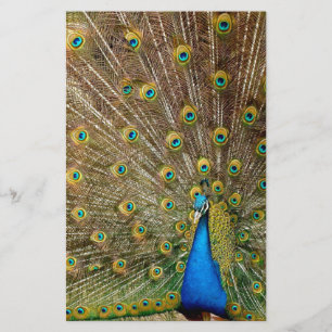 Peacock Tail Feathers Stationery