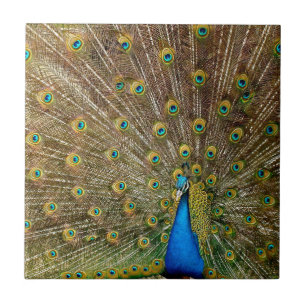 Peacock Tail Feathers Tile