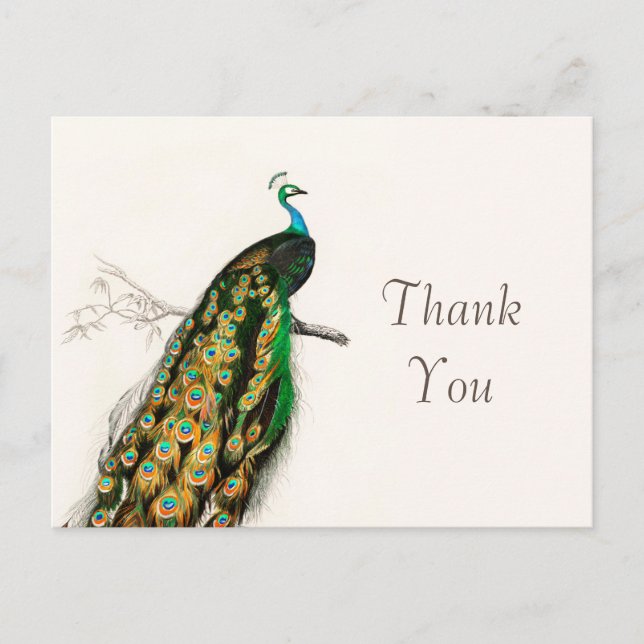 Peacock Thank You Vintage Art Illustration  Postcard (Front)