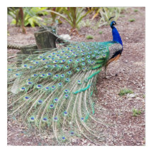 Peacock wall art - live photo
