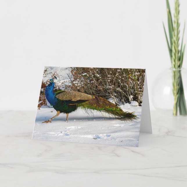 Peacock Winter Guemes Island Thank You Card (Front)
